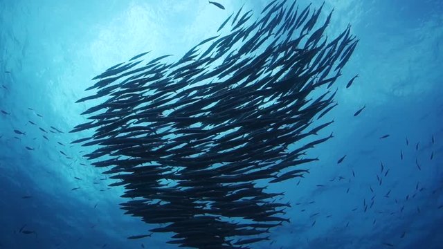 School of chevron barracuda in the shape of a heart silhouetted against the sun on the surface of the water.