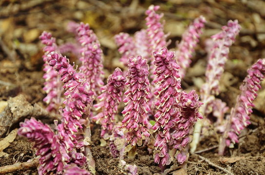 Parasitic plant Common Toothwort (Lathraea squamaria).