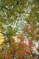 日本の紅葉