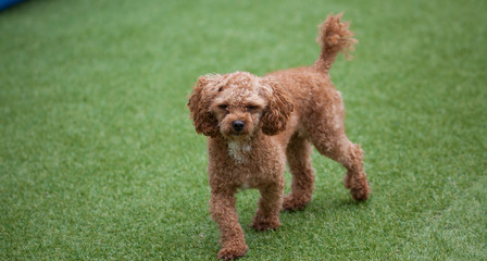 Toy poodle in a private playground	