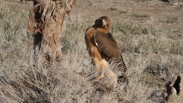 One years old female of Bonelli&acute;s eagle with the first lights in the morning