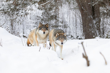 Fototapeta na wymiar Two beautiful and curious wolves in cold winter landscape