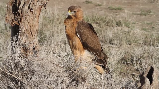 One year old female of Bonelli&acute;s Eagle with the first lights of the morning