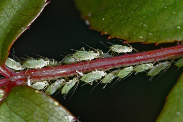 Pucerons