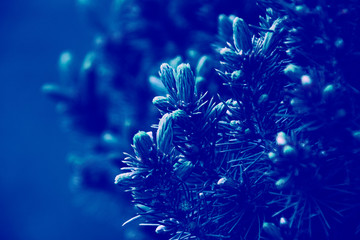 Fototapeta na wymiar Sapin en couleur bleu 2020. Pantone couleur de l'année