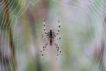 Obraz premium Araignée Epeire