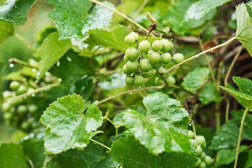 Unripe green grape bunch in rainy day with water drops on the leaves, closeup