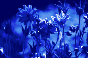 Fleurs plants en couleur bleu 2020. Pantone couleur de l'année