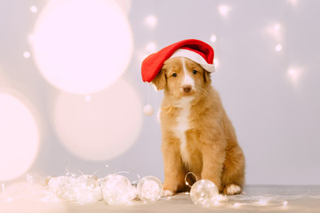 Fototapeta na wymiar toller retriever puppy in santa hat posing with led lights