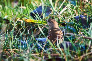 Eurasian Wren Sitting in Grass (Troglodytes troglodytes)	