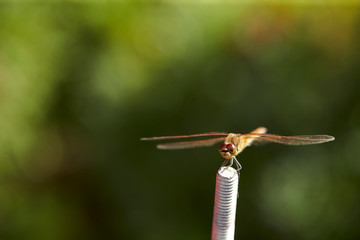 dragonfly