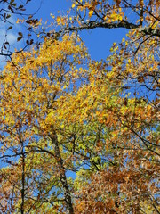 Fototapeta premium Otoño