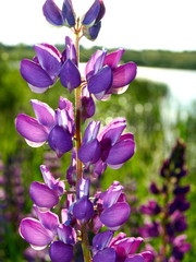 purple flowers in backlight, blurred background