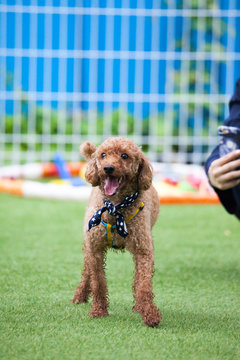 Toy poodle in a private playground	