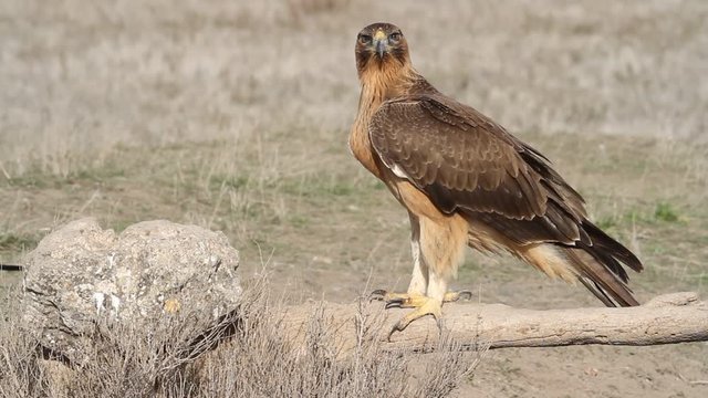 One year old female of Bonelli&acute;s Eagle early morning, birds, raptors, eagles