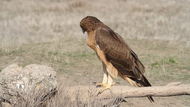 One year old female of Bonelli&acute;s Eagle with the first lights of the morning