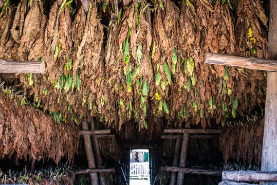 Tobaco