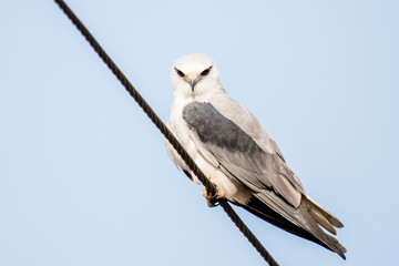 Black Shoulder Kite perched on electricity wire with isolated background