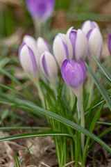 Fototapeta premium Crocus, plural crocuses or croci. Iris family