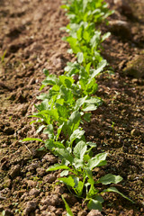 young sprouts in the garden