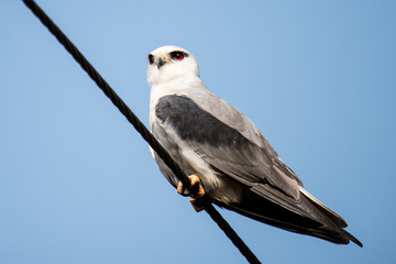 Black Shoulder Kite perched on electricity wire with isolated background