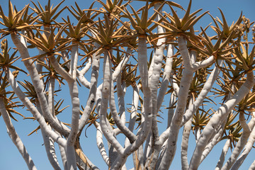 top of quiver tree