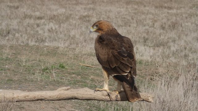 One year old female of Bonelli&acute;s Eagle early morning, birds, raptors, eagles