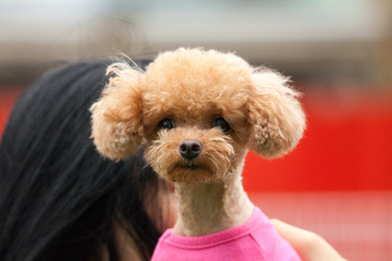 Toy poodle in a private playground	