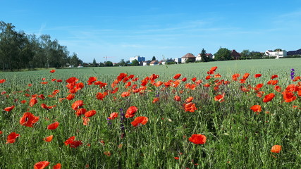  Country landscape. Poppy field with red poppies on the background of village houses.