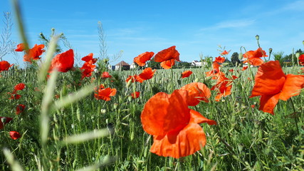 Country landscape. Poppy field with red poppies on the background of village houses.