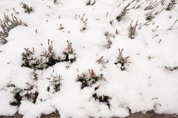 Snow cover plant