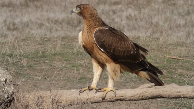 One years old female of Bonelli&acute;s eagle with the first lights in the morning