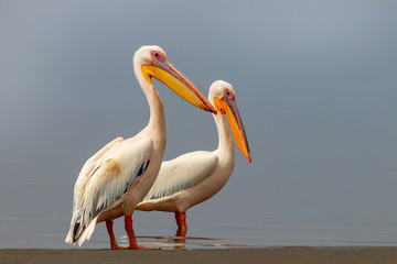 Fototapeta na wymiar Wild african birds. Two large pink pelicans and their reflection in the clear water of the lagoon