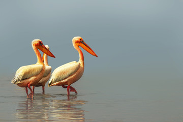 Wild african birds. Two large pink pelicans and their reflection in the clear water of the lagoon