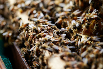 Apiary, beehive farm and beekeeping 