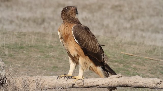 One year old female of Bonelli&acute;s Eagle with the first lights of the morning
