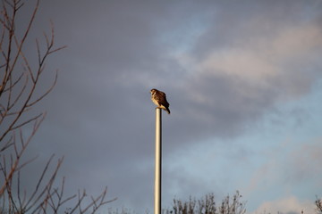 Buzzard from the side in close-up against a cloudy sky