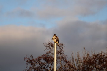 Buzzard on a flagstaff from the front in close-up