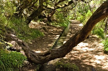 Isolated crooked tree trunk in the forest on a 'Levada' channel in Madeira (Portugal, Europe)