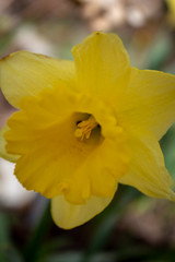 Narziss (Narcissus)