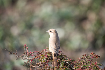 Isabelline shrike perched over little plants