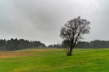 Single tree on a rainy day with a small house in the background and green, wet meadows in the foreground