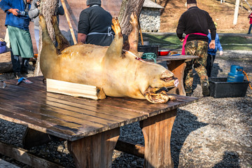 Butchers slaughtering a pig