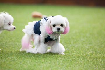 Fun puppies in a private playground	