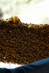 Apiary, beehive farm and beekeeping 
