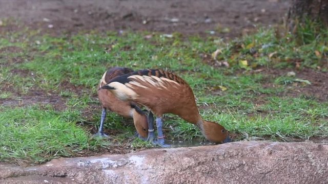A pair of&nbsp;fulvous whistling ducks&nbsp;or&nbsp;fulvous tree ducks&nbsp;(Dendrocygna bicolor) walking and drinking water.