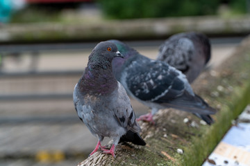 Close-up of sitting pigeon on a dirty roof during day time