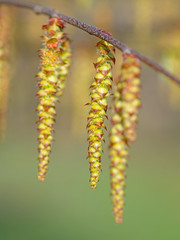 Männliche Blüten der Hainbuche, Carpinus betulus
