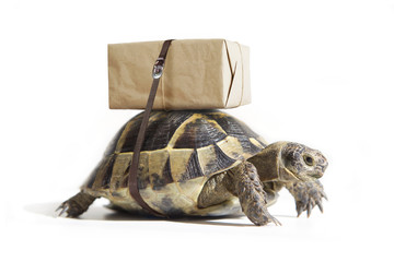 Turtle with shipping box on a back, isolated on white. Delivery concept. Selective focus.