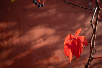 red orange autumn leaves